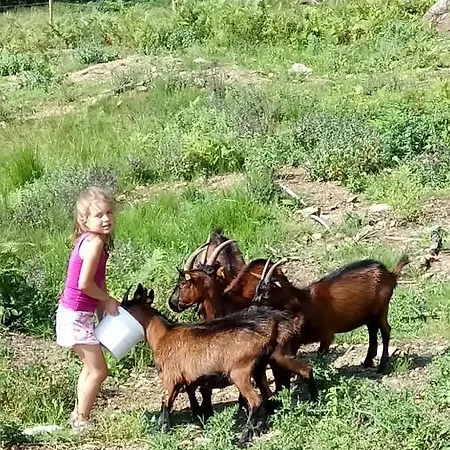 Rohrmoos
