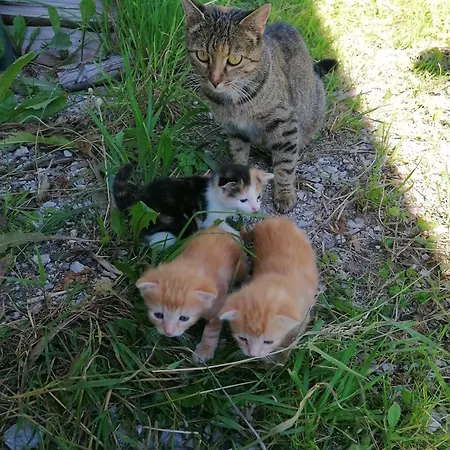 Appartamento Rohrmoos Maria Alm am Steinernen Meer