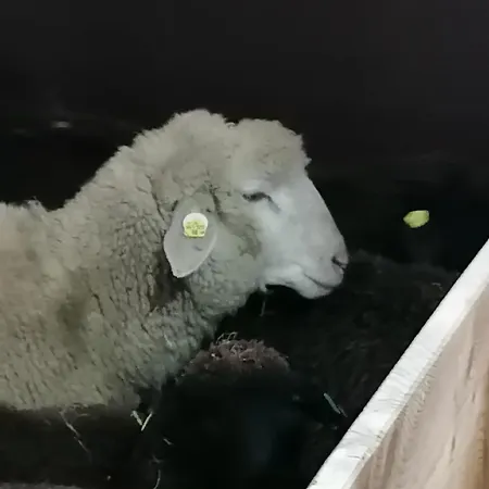 Rohrmoos