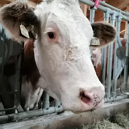 Appartement Rohrmoos