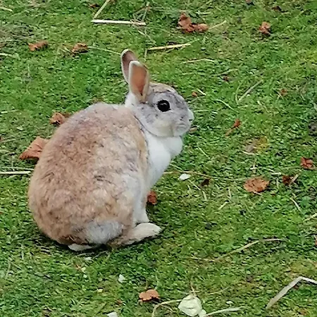 Rohrmoos Appartamento