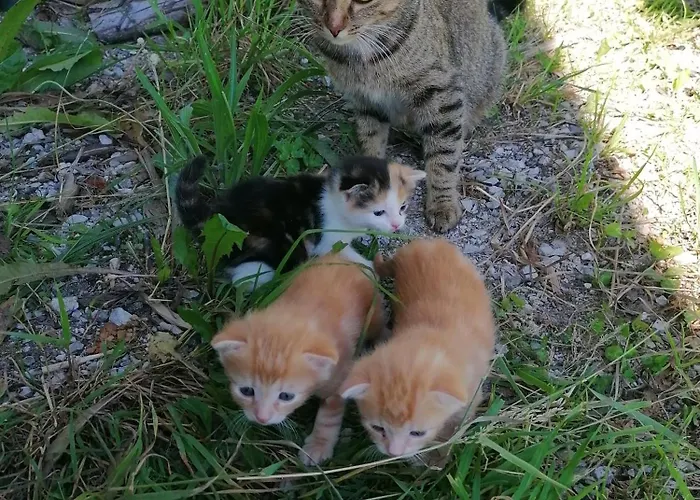 Апартаменты Rohrmoos Мариа-Альм