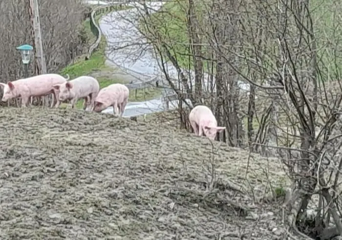 Rohrmoos Maria Alm am Steinernen Meer