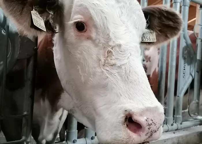 Апартаменты Rohrmoos