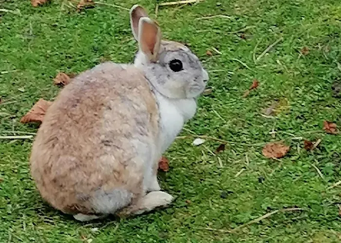 Rohrmoos Апартаменты